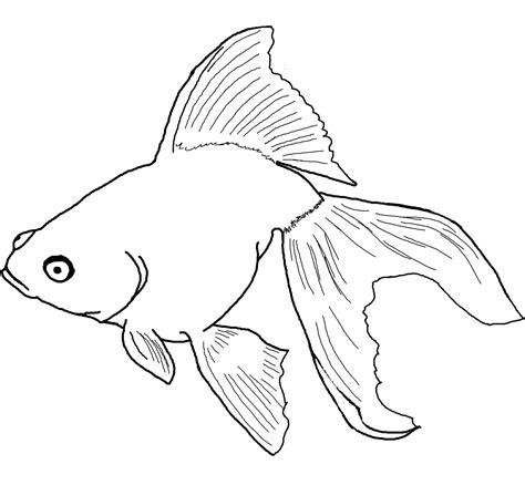 Desenhos de Peixe Betta Para Imprimir e Colorir - Animais: Dibujar y Colorear Fácil con este Paso a Paso, dibujos de Un Goldfish, como dibujar Un Goldfish para colorear