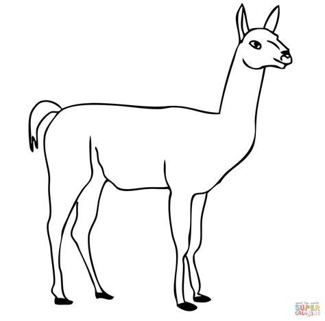 Dibujo de Un Guanaco para colorear | Dibujos para colorear: Aprende como Dibujar Fácil, dibujos de Un Guanaco, como dibujar Un Guanaco para colorear e imprimir