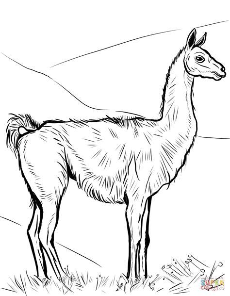 Dibujo de Guanaco. Camélido para colorear | Dibujos para: Dibujar y Colorear Fácil, dibujos de Un Guanaco, como dibujar Un Guanaco paso a paso para colorear