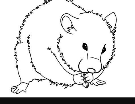 Dibujos para colorear de hámsters | Colorear imágenes: Dibujar y Colorear Fácil, dibujos de Un Hamster Realista, como dibujar Un Hamster Realista para colorear