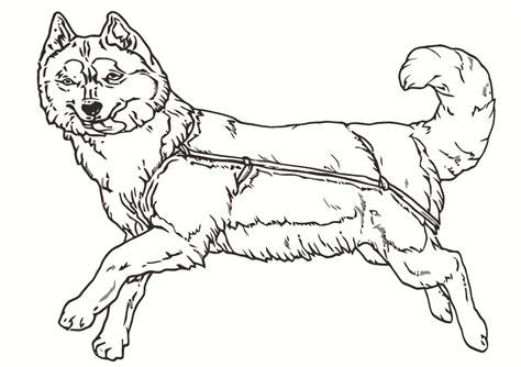 Dibujos de Husky para colorear — Imprimir y pintar: Aprender como Dibujar Fácil, dibujos de Un Husky Siberiano, como dibujar Un Husky Siberiano paso a paso para colorear