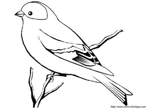 Colorear Aves. dibujo jilguero: Dibujar y Colorear Fácil, dibujos de Un Jilguero, como dibujar Un Jilguero para colorear e imprimir