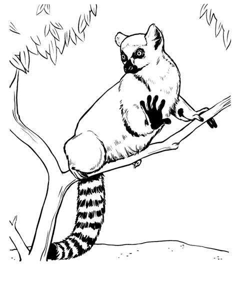Lemur para colorear: Aprender a Dibujar y Colorear Fácil con este Paso a Paso, dibujos de Un Lemur, como dibujar Un Lemur para colorear e imprimir