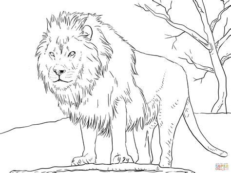 Dibujo de León Africano Macho para colorear | Dibujos: Dibujar y Colorear Fácil, dibujos de Un Leon Real, como dibujar Un Leon Real para colorear e imprimir
