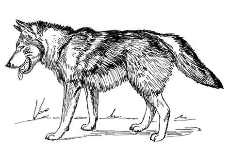 Dibujo para colorear lobo - Dibujos Para Imprimir Gratis: Aprender como Dibujar Fácil, dibujos de Un Lobo En 3D, como dibujar Un Lobo En 3D para colorear e imprimir