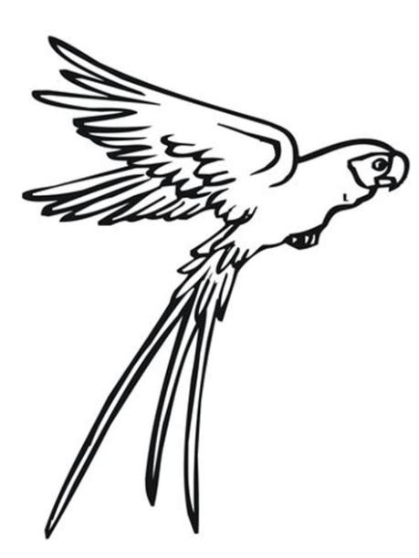 Loro Volando Dibujo / Dibujo de Loro en una jaula para: Aprende como Dibujar Fácil, dibujos de Un Loro Volando, como dibujar Un Loro Volando paso a paso para colorear