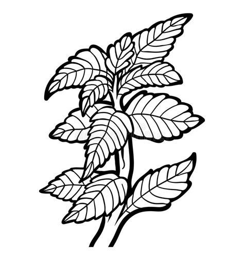 Coloring book. plant. Mint stock vector. Illustration of: Dibujar Fácil, dibujos de Un Menton, como dibujar Un Menton para colorear