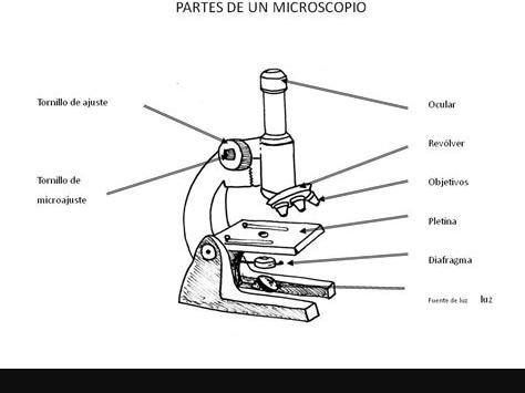 Pin de Arisnelhernandez en Biología | Microscopio: Dibujar y Colorear Fácil, dibujos de Un Microscopio Y Sus Partes, como dibujar Un Microscopio Y Sus Partes para colorear