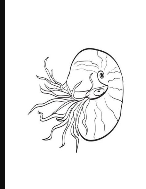 Dibujos para colorear: Nautilos imprimible. gratis. para: Dibujar Fácil, dibujos de Un Molusco, como dibujar Un Molusco para colorear