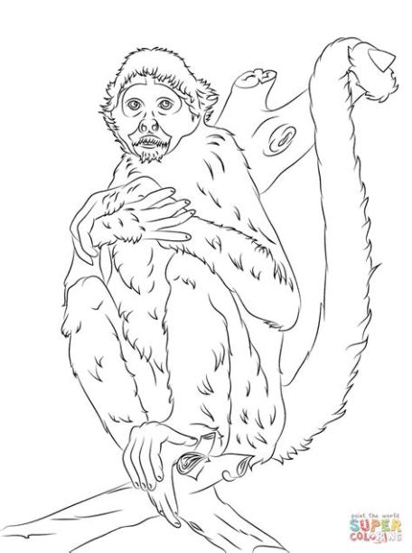 Dibujo de Mono Araña de Cabeza Negra para colorear: Aprender como Dibujar Fácil con este Paso a Paso, dibujos de Un Mono Araña, como dibujar Un Mono Araña paso a paso para colorear