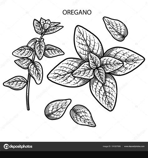 Plantas Medicinales Para Colorear Oregano - Get Images: Dibujar Fácil, dibujos de Un Moreton, como dibujar Un Moreton para colorear