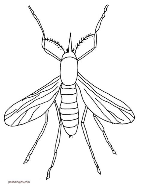 Dibujos de mosquitos para colorear: Aprende a Dibujar y Colorear Fácil con este Paso a Paso, dibujos de Un Mosquito Tigre, como dibujar Un Mosquito Tigre para colorear