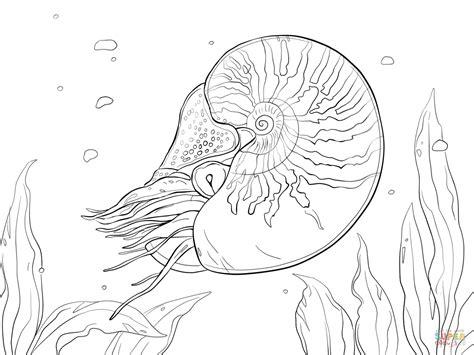 Dibujo de Nautilus Macromphalus para colorear | Dibujos: Aprender a Dibujar y Colorear Fácil con este Paso a Paso, dibujos de Un Nautilus, como dibujar Un Nautilus para colorear e imprimir