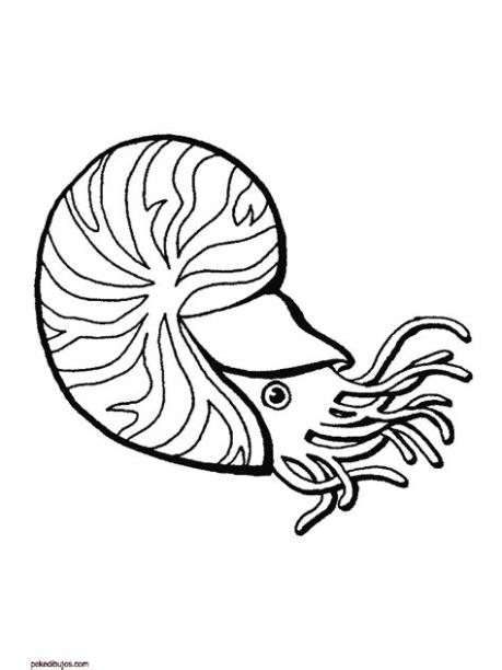 Crustaceos Para Dibujar: Dibujar y Colorear Fácil con este Paso a Paso, dibujos de Un Nautilus, como dibujar Un Nautilus para colorear