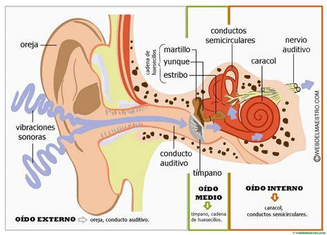 Partes del oído | Sentido del oído - Web del maestro: Dibujar Fácil con este Paso a Paso, dibujos de Un Oido Y Sus Partes, como dibujar Un Oido Y Sus Partes paso a paso para colorear