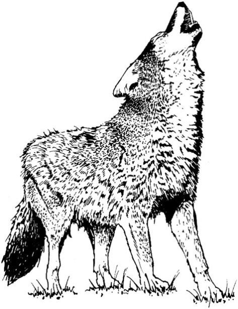 Dibujos de LOBOS (Para Colorear y Pintar): Aprender como Dibujar y Colorear Fácil con este Paso a Paso, dibujos de Un Ojo De Lobo, como dibujar Un Ojo De Lobo paso a paso para colorear