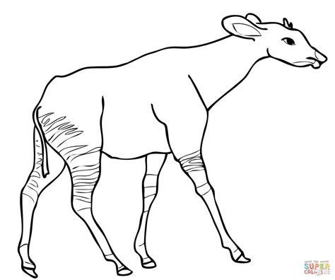 Dibujo de Okapi de África Central para colorear | Dibujos: Dibujar Fácil, dibujos de Un Okapi, como dibujar Un Okapi paso a paso para colorear