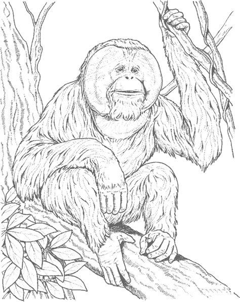 Divertido dibujo Orangután para colorear - 【2019】: Dibujar y Colorear Fácil con este Paso a Paso, dibujos de Un Orangutan, como dibujar Un Orangutan para colorear e imprimir