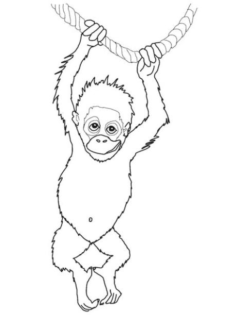 Divertido dibujo Orangután para colorear - 【2019】: Aprender a Dibujar Fácil, dibujos de Un Orangutan, como dibujar Un Orangutan para colorear