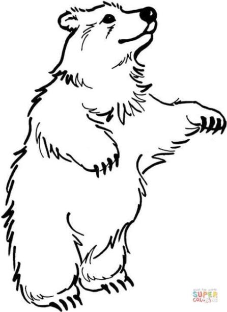 Desenho de Urso pardo em pé para colorir | Desenhos para: Aprender como Dibujar y Colorear Fácil con este Paso a Paso, dibujos de Un Oso De Pie, como dibujar Un Oso De Pie paso a paso para colorear