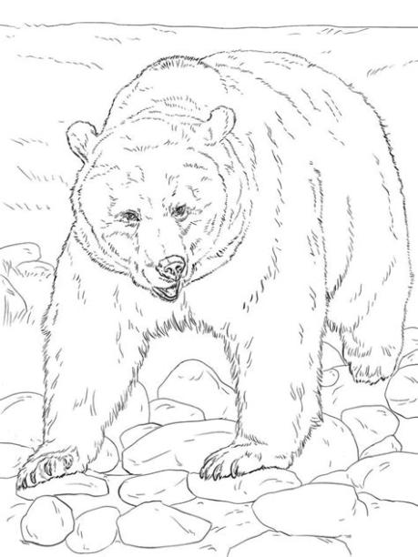 Dibujos para colorear: Oso grizzly imprimible. gratis: Aprender a Dibujar Fácil con este Paso a Paso, dibujos de Un Oso Pardo Realista, como dibujar Un Oso Pardo Realista para colorear
