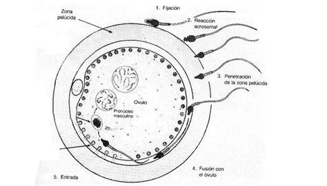 EMBRIOLOGÍA: La unión del óvulo con el espermatozoide: Dibujar Fácil, dibujos de Un Ovulo Y Un Espermatozoide, como dibujar Un Ovulo Y Un Espermatozoide paso a paso para colorear
