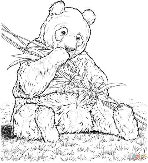 Como Dibujar Animales Salvajes Realistas: Dibujar Fácil con este Paso a Paso, dibujos de Un Panda Realista, como dibujar Un Panda Realista para colorear e imprimir