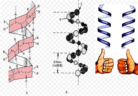 Texto de hélice. proteína. péptido. estructura: Dibujar y Colorear Fácil con este Paso a Paso, dibujos de Un Peptido, como dibujar Un Peptido paso a paso para colorear