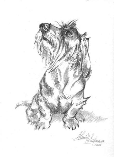 27 ideas de Tekel en 2021 | perros. dachshund. pintura perro: Aprender a Dibujar y Colorear Fácil, dibujos de Un Perro A Carboncillo, como dibujar Un Perro A Carboncillo para colorear