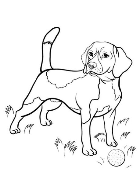 Dibujos para colorear Beagle | Dibujosparaimprimir.es: Aprender como Dibujar y Colorear Fácil con este Paso a Paso, dibujos de Un Perro Beagle, como dibujar Un Perro Beagle para colorear e imprimir