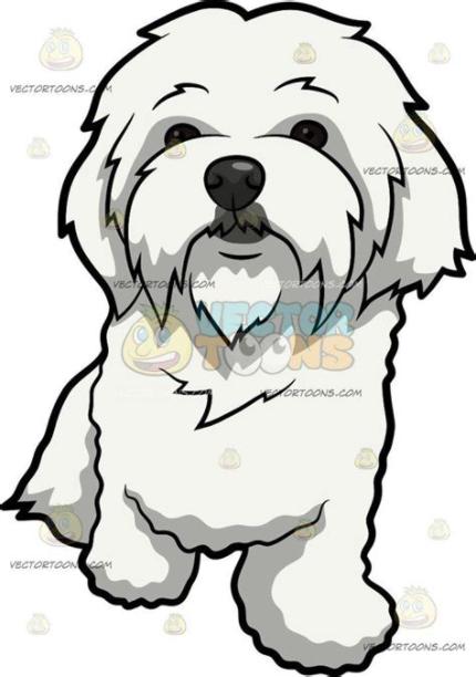 A Curiously Cute Maltese Dog | Maltese dogs. Dog drawing: Dibujar Fácil, dibujos de Un Perro Bichon Maltes, como dibujar Un Perro Bichon Maltes paso a paso para colorear