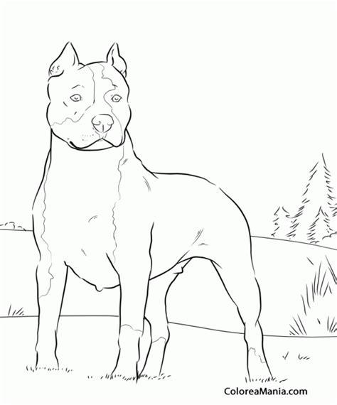 Colorear Perro American Pit Bull Terrier 2 (Animales: Dibujar y Colorear Fácil con este Paso a Paso, dibujos de Un Perro Bull Terrier, como dibujar Un Perro Bull Terrier para colorear