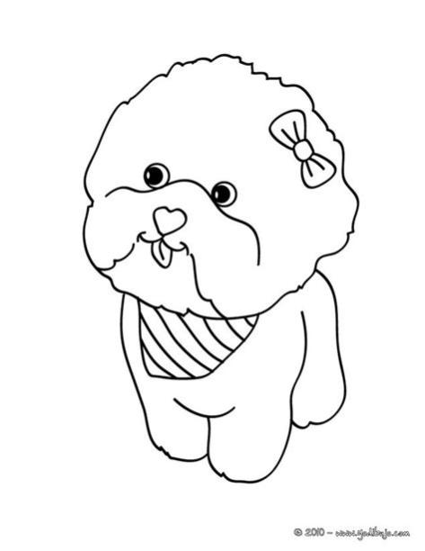 Caniches Toy : Dibujos de Caniches Toy para colorear: Aprender como Dibujar Fácil con este Paso a Paso, dibujos de Un Perro Caniche Toy, como dibujar Un Perro Caniche Toy para colorear