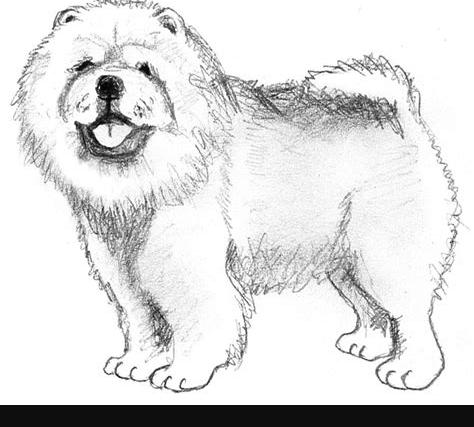 chow chow drawing | Dog sketch. Dog drawing. Dog art: Aprender como Dibujar y Colorear Fácil con este Paso a Paso, dibujos de Un Perro Chow Chow, como dibujar Un Perro Chow Chow para colorear e imprimir