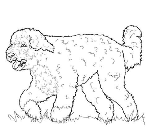 Fotos Para Colorear De Perros: Aprende a Dibujar y Colorear Fácil con este Paso a Paso, dibujos de Un Perro De Agua, como dibujar Un Perro De Agua paso a paso para colorear