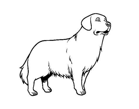 Dibujo de Perro Golden retriever para Colorear - Dibujos.net: Aprender como Dibujar Fácil, dibujos de Un Perro Golden, como dibujar Un Perro Golden para colorear