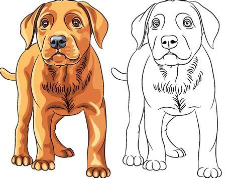 Dibujos de perros para colorear - Hogarmania: Dibujar y Colorear Fácil, dibujos de Un Perro Labrador Realista, como dibujar Un Perro Labrador Realista paso a paso para colorear