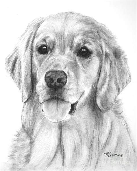 Pin on Art: Dibujar Fácil, dibujos de Un Perro Labrador Realista, como dibujar Un Perro Labrador Realista para colorear