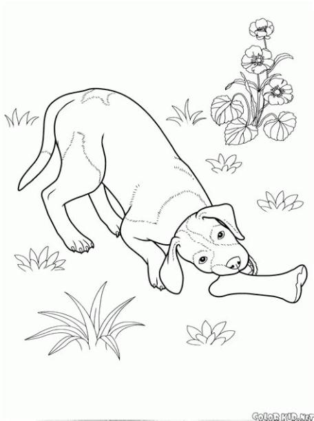 Dibujo para colorear - Perros: Aprender a Dibujar Fácil con este Paso a Paso, dibujos de Un Perro Muy Mono, como dibujar Un Perro Muy Mono paso a paso para colorear