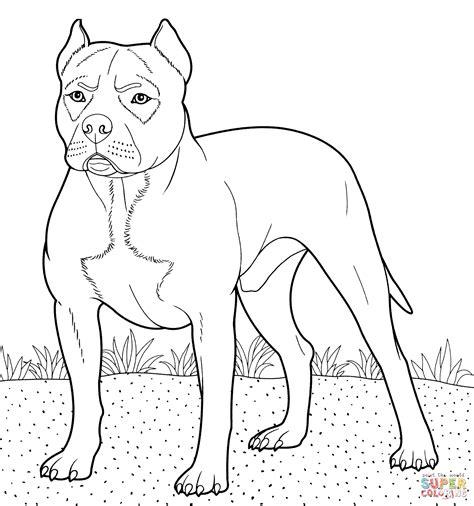 Dibujo de American Pit Bull Terrier para colorear: Aprender como Dibujar y Colorear Fácil con este Paso a Paso, dibujos de Un Perro Pitbull, como dibujar Un Perro Pitbull para colorear e imprimir