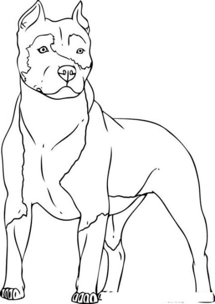 Cómo dibujar Un Perro Pitbull 】 Paso a Paso Muy Fácil 2023 - Dibuja Fácil
