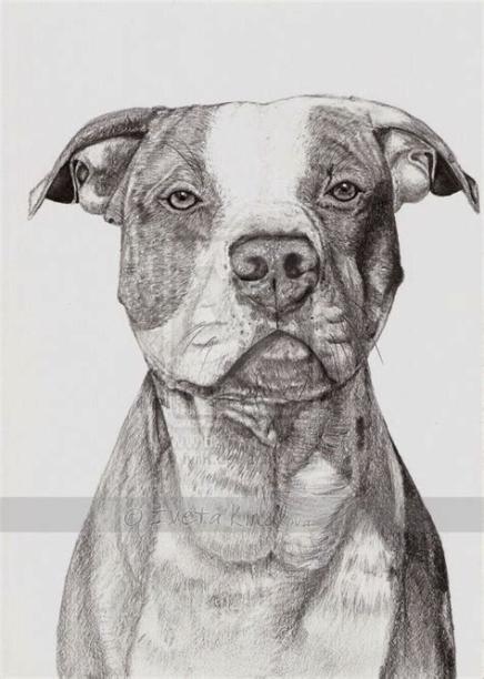 Más reciente Instantáneas perros dibujos pitbull Estilo: Aprender como Dibujar Fácil con este Paso a Paso, dibujos de Un Perro Pitbull Realista, como dibujar Un Perro Pitbull Realista para colorear e imprimir