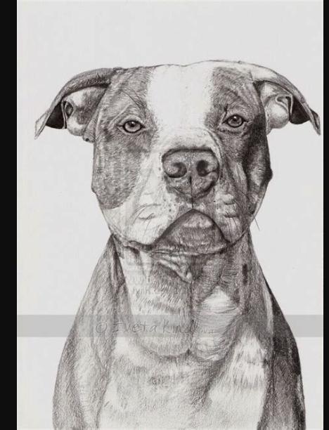 Más reciente Instantáneas perros dibujos pitbull Estilo: Aprende como Dibujar y Colorear Fácil, dibujos de Un Perro Realista A Color, como dibujar Un Perro Realista A Color paso a paso para colorear