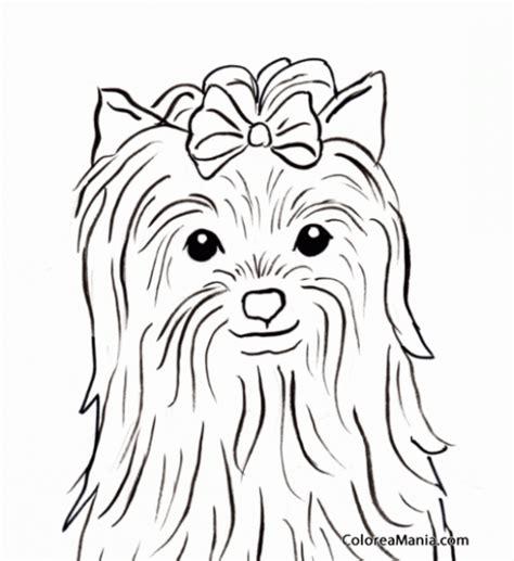 Dibujos Para Colorear De Perros Yorkshire: Aprender como Dibujar Fácil con este Paso a Paso, dibujos de Un Perro Yorkshire, como dibujar Un Perro Yorkshire para colorear