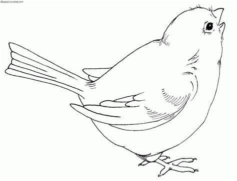 Dibujos Sin Colorear: Dibujos de Pájaros para Colorear: Aprender a Dibujar y Colorear Fácil con este Paso a Paso, dibujos de Un Petirrojo, como dibujar Un Petirrojo para colorear e imprimir