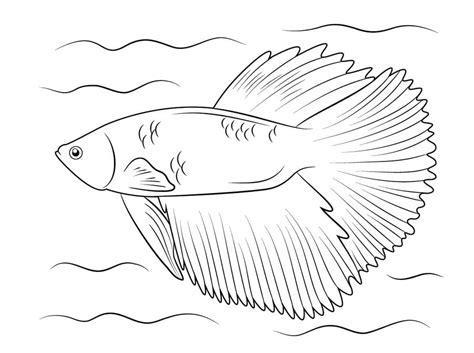 Dibujos para colorear: Luchador de Siam. pez beta: Aprender como Dibujar Fácil con este Paso a Paso, dibujos de Un Pez Betta, como dibujar Un Pez Betta para colorear e imprimir