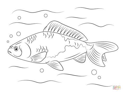 Dibujo de Pez Dorado Wakin para colorear | Dibujos para: Dibujar y Colorear Fácil con este Paso a Paso, dibujos de Un Pez Dorado, como dibujar Un Pez Dorado para colorear