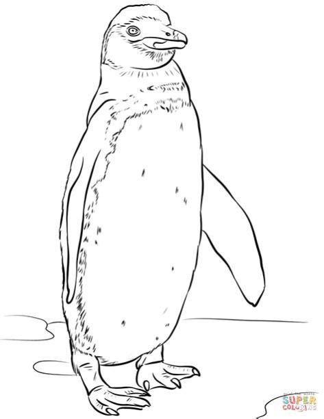 Dibujo de Pingüino de las Galápagos o pájaro bobo de: Aprender como Dibujar y Colorear Fácil, dibujos de Un Pinguino Realista, como dibujar Un Pinguino Realista para colorear e imprimir