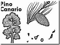 Flora de Canarias para colorear - Colorear dibujos infantiles: Dibujar Fácil con este Paso a Paso, dibujos de Un Pino Canario, como dibujar Un Pino Canario para colorear e imprimir