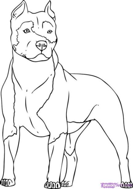 Pin on dibujos: Aprender como Dibujar Fácil, dibujos de Un Pitbull, como dibujar Un Pitbull paso a paso para colorear